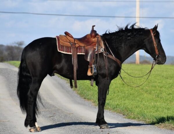MAX | 6 Yr old | 16.0 Hands | Black |  Friesian | Gelding - Image 2