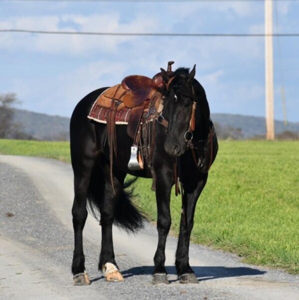 MAX | 6 Yr old | 16.0 Hands | Black |  Friesian | Gelding - Image 3