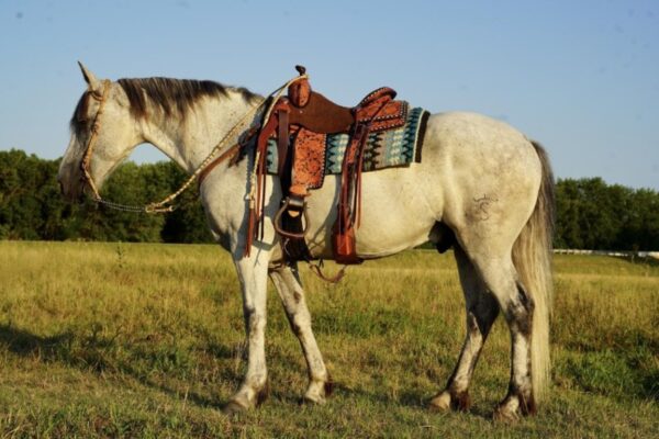 SALVADOR | 9 yr old |15.3 Hands | 1/2 Friesian, 1/2 Andalusian | Gray | Gelding - Image 4