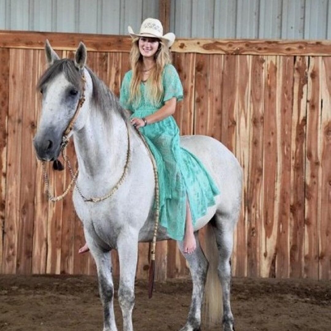 SALVADOR | 9 yr old |15.3 Hands | 1/2 Friesian, 1/2 Andalusian | Gray | Gelding