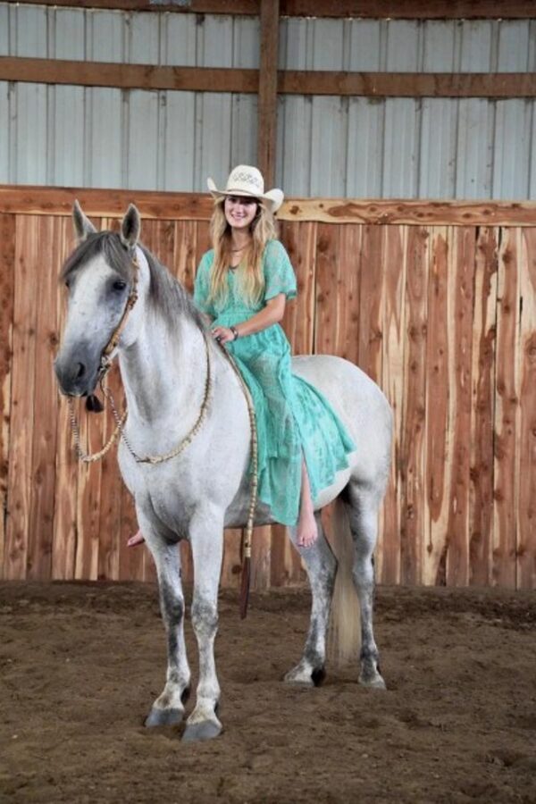 SALVADOR | 9 yr old |15.3 Hands | 1/2 Friesian, 1/2 Andalusian | Gray | Gelding - Image 3