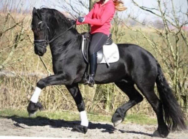 VINNY | 8 Yr old | 16.0 Hands | Black | Friesian | Gelding - Image 2