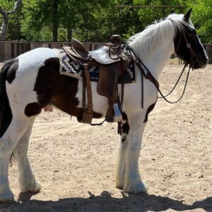 GYPSY| 4 yr old | 15 Hands | Paint | Gypsy Vanner | Gelding