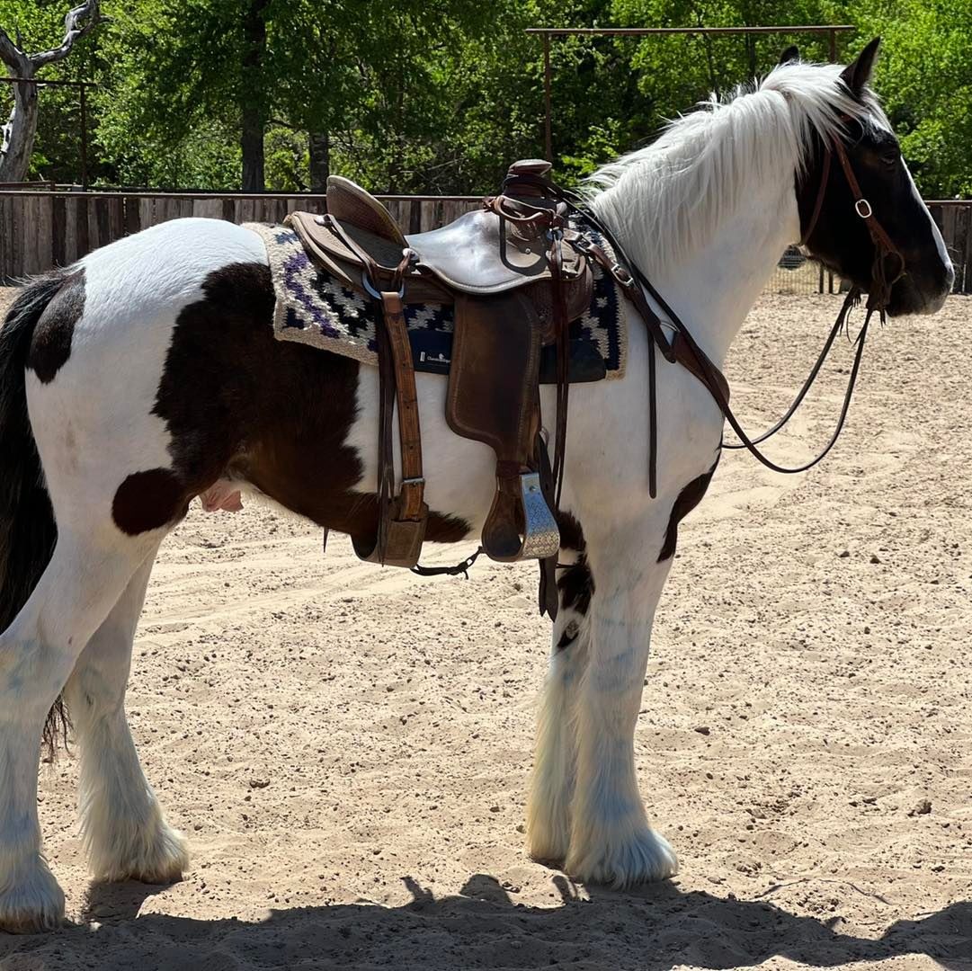GYPSY| 4 yr old | 15 Hands | Paint | Gypsy Vanner | Gelding
