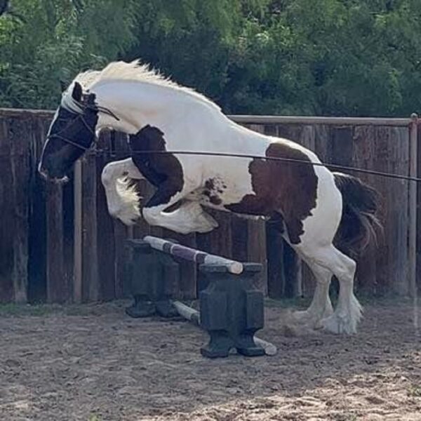 GYPSY| 4 yr old | 15 Hands | Paint | Gypsy Vanner | Gelding - Image 3