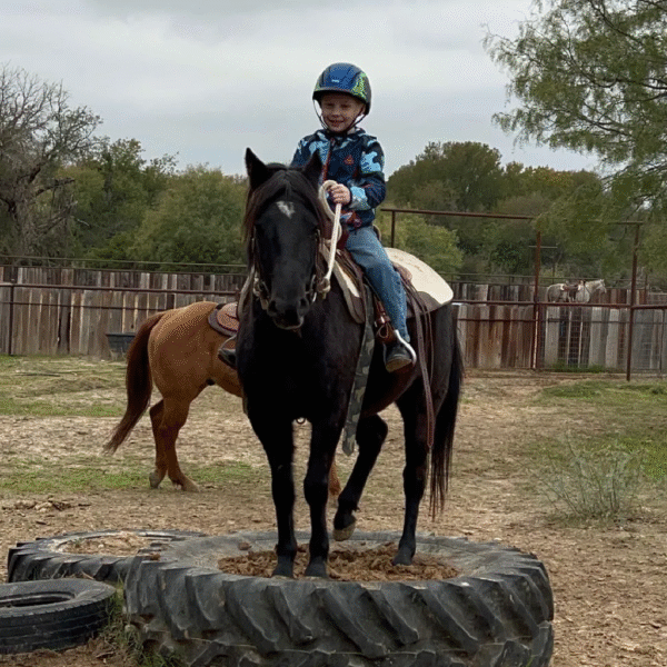 HUGO | 6 Yr old | 12.2 Hands | Black | Pony | Gelding - Image 4