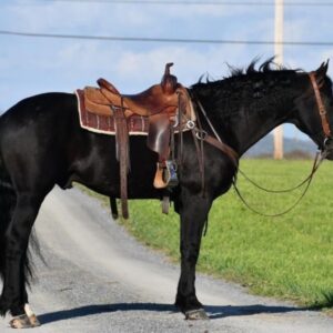 MAX | 6 Yr old | 16.0 Hands | Black |  Friesian | Gelding