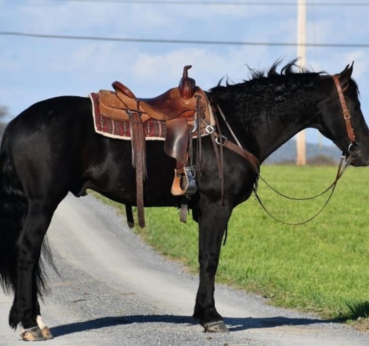 MAX | 6 Yr old | 16.0 Hands | Black |  Friesian | Gelding
