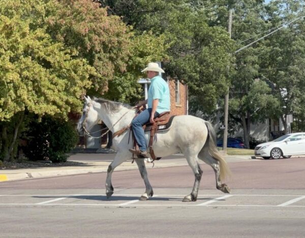 SALVADOR | 9 yr old |15.3 Hands | 1/2 Friesian, 1/2 Andalusian | Gray | Gelding - Image 2
