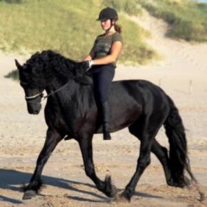 VINNY | 8 Yr old | 16.0 Hands | Black | Friesian | Gelding