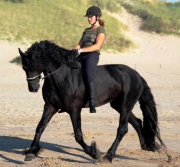 VINNY | 8 Yr old | 16.0 Hands | Black | Friesian | Gelding