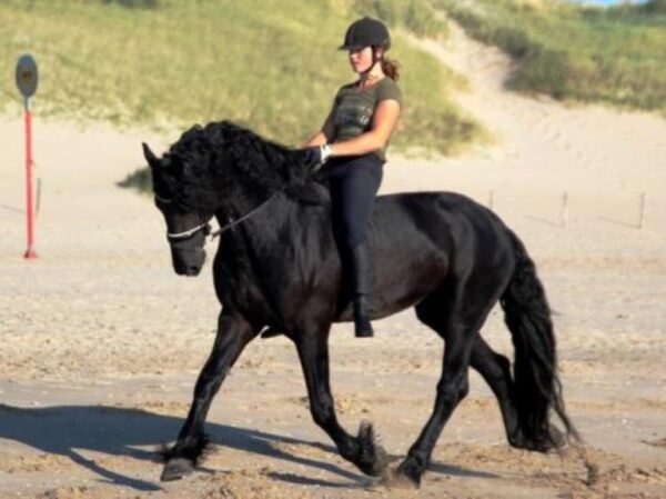 VINNY | 8 Yr old | 16.0 Hands | Black | Friesian | Gelding - Image 3