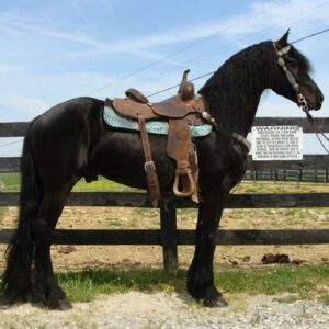 ZANDER | 6 Yr old | 15.2 Hands | Black | Friesian | Stallion