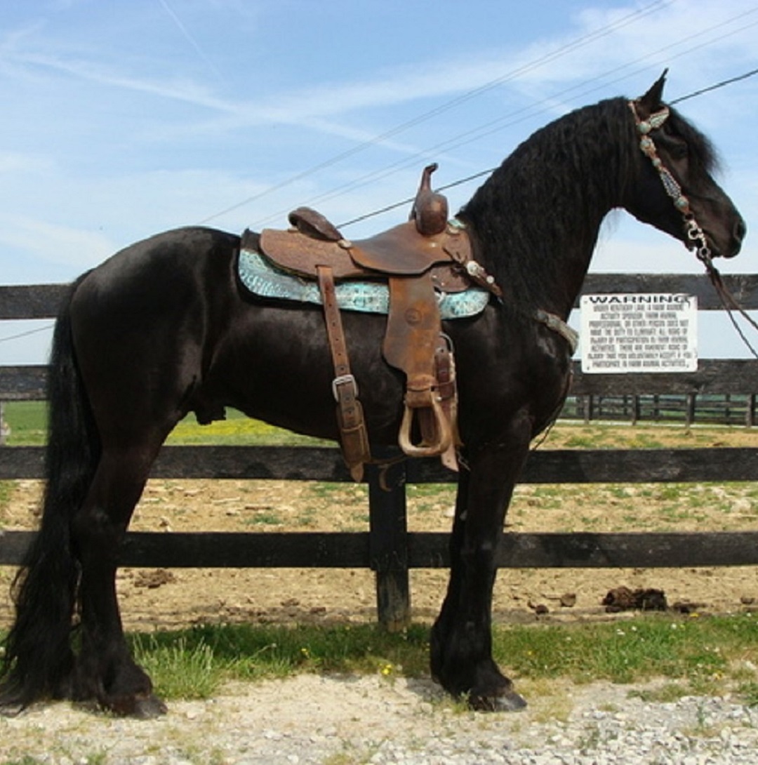 ZANDER | 6 Yr old | 15.2 Hands | Black | Friesian | Stallion