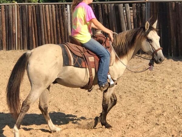 CHEST | 10 yr old | 14.2 Hands | Buckskin | Gelding | Quarter Horse - Image 4