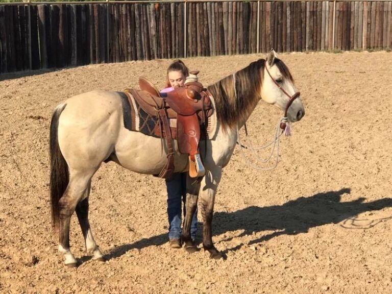CHEST | 10 yr old | 14.2 Hands | Buckskin | Gelding | Quarter Horse
