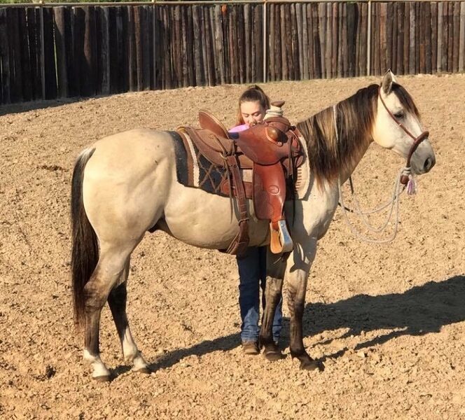 CHEST | 10 yr old | 14.2 Hands | Buckskin | Gelding | Quarter Horse