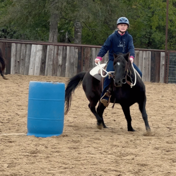 HUGO | 6 Yr old | 12.2 Hands | Black | Pony | Gelding - Image 2