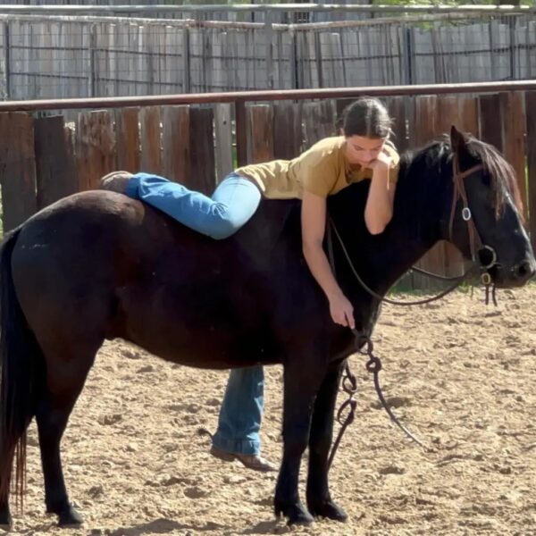 HUGO | 6 Yr old | 12.2 Hands | Black | Pony | Gelding