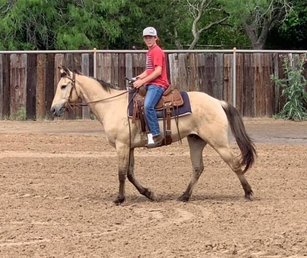 TANG | 10 yr old | 15.2 Hands |Dunskin | Gelding | Quarter Horse - Image 2