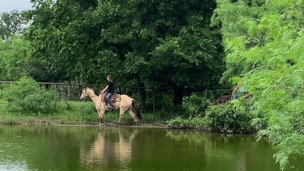 TANG | 10 yr old | 15.2 Hands |Dunskin | Gelding | Quarter Horse - Image 4