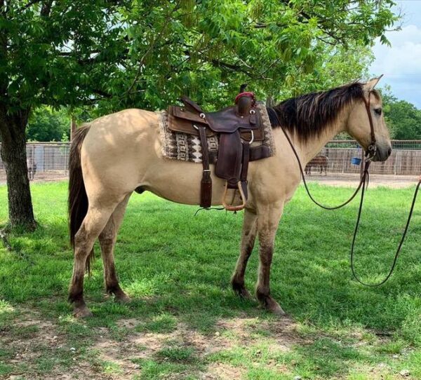TANG | 10 yr old | 15.2 Hands |Dunskin | Gelding | Quarter Horse - Image 3