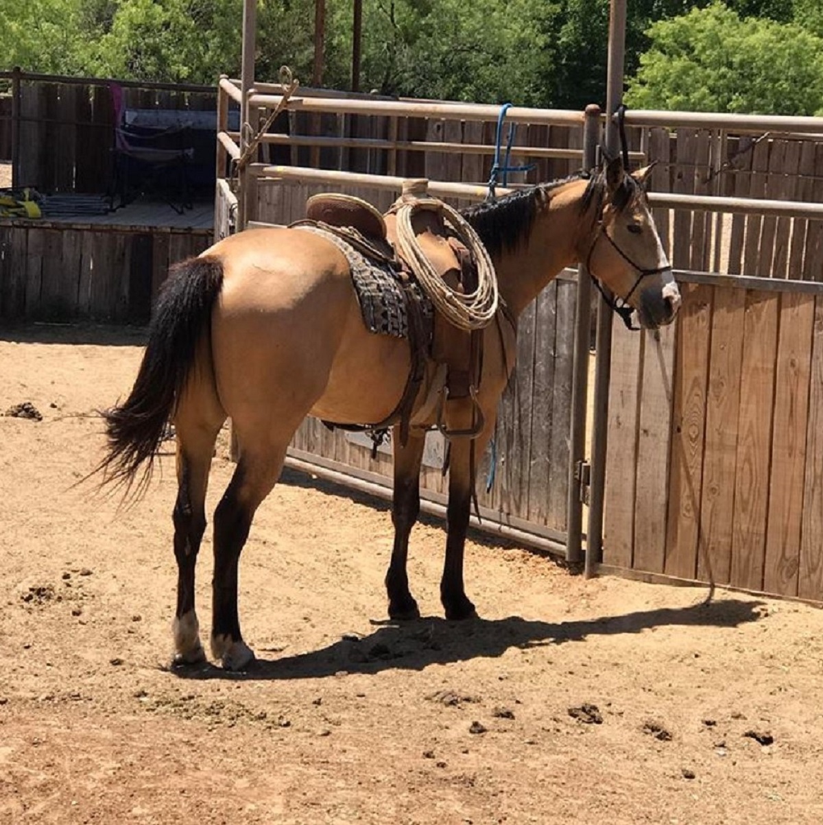 TIGGER | 10 yr old | 14.2 Hands | Buckskin | Quarter Horse | Gelding