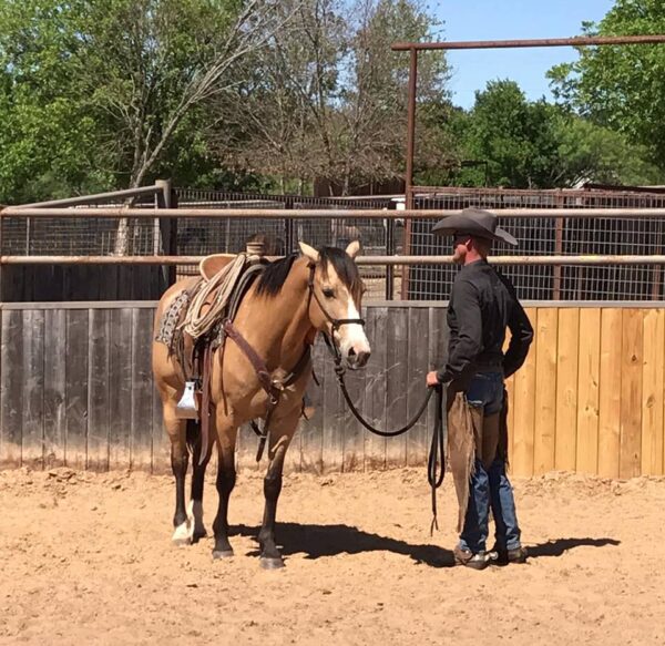 TIGGER | 10 yr old | 14.2 Hands | Buckskin | Quarter Horse | Gelding - Image 4