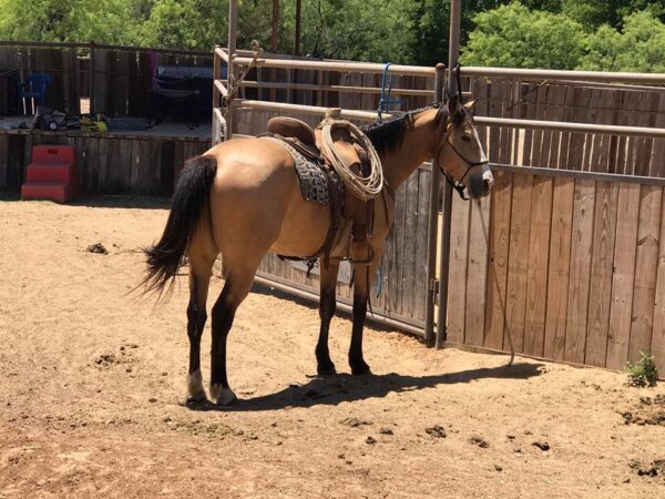 TIGGER | 10 yr old | 14.2 Hands | Buckskin | Quarter Horse | Gelding - Image 3