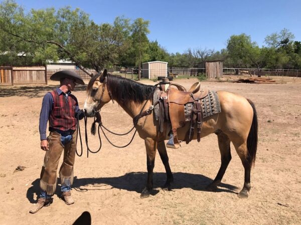 TIGGER | 10 yr old | 14.2 Hands | Buckskin | Quarter Horse | Gelding - Image 2