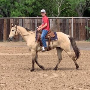 TANG | 10 yr old | 15.2 Hands |Dunskin | Gelding | Quarter Horse