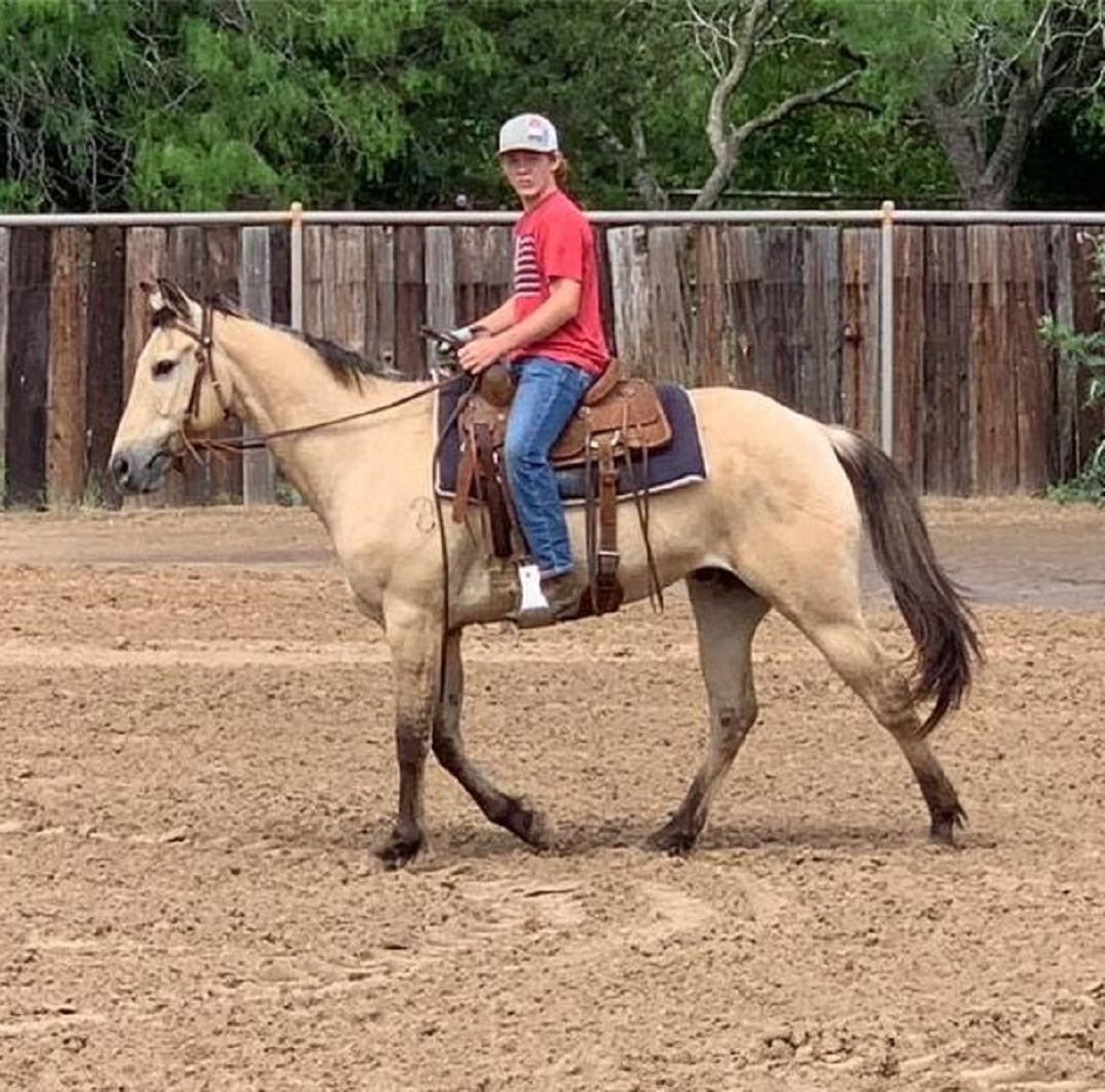 TANG | 10 yr old | 15.2 Hands |Dunskin | Gelding | Quarter Horse