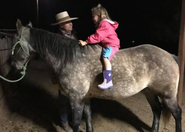 Sprocket | 8 yo | 14.2 Hands | Gray | Gelding | Quarter Horse - Image 3