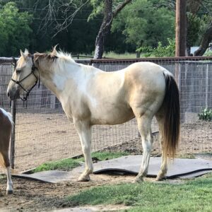 Cimarron | 10 yo | 13.3 Hands | Buckskin Paint | Gelding