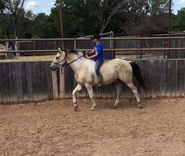 Cimarron | 10 yo | 13.3 Hands | Buckskin Paint | Gelding - Image 4