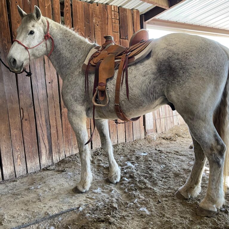 Big Boy Daddy | 11 yo | 16.3 Hands |  Gray | Gelding | Percheron