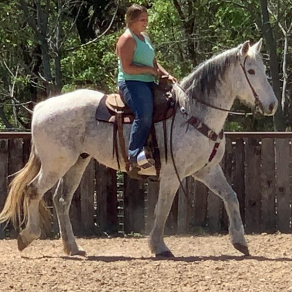 Big Boy Daddy | 11 yo | 16.3 Hands |  Gray | Gelding | Percheron - Image 2