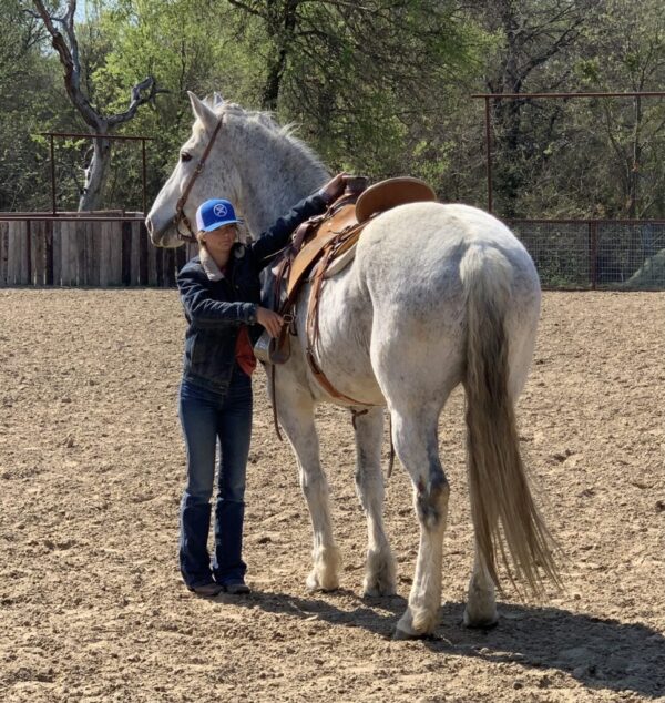 Big Boy Daddy | 11 yo | 16.3 Hands |  Gray | Gelding | Percheron - Image 3