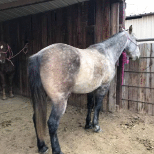 Sprocket | 8 yo | 14.2 Hands | Gray | Gelding | Quarter Horse