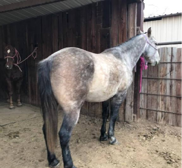 Sprocket | 8 yo | 14.2 Hands | Gray | Gelding | Quarter Horse